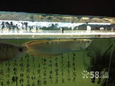 龍魚長到50公分要多久：龍魚長到50公分所需時間因品種而異