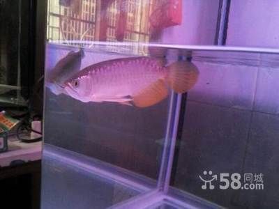 龍魚長到50公分要多久：龍魚長到50公分所需時間因品種而異
