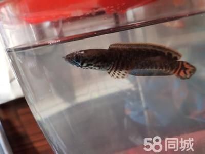 最好養的小型雷龍魚排名，小型雷龍魚日常護理要點,七彩雷龍魚適合新手飼養