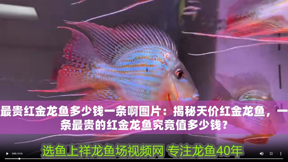 最貴紅金龍魚多少錢一條啊圖片：揭秘天價紅金龍魚，一條最貴的紅金龍魚究竟值多少錢？