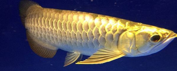 龍魚最近老是在中下層游趴缸：龍魚為什么會(huì)游趴缸 龍魚最近老是在中下層游趴缸：龍魚為什么會(huì)游趴缸 龍魚百科 第1張