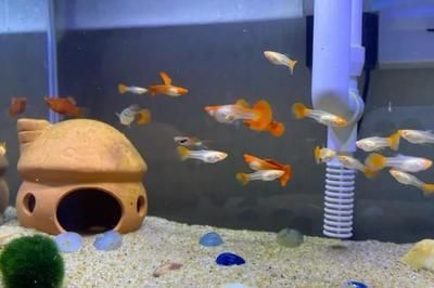 新龍魚入缸多久喂食一次：新龍魚入缸后多久喂食一次 新龍魚入缸多久喂食一次：新龍魚入缸后多久喂食一次 龍魚百科 第2張