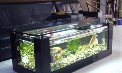 新龍魚入缸多久喂食一次：新龍魚入缸后多久喂食一次 新龍魚入缸多久喂食一次：新龍魚入缸后多久喂食一次 龍魚百科 第1張