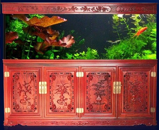 古典龍魚背景用什么顏色（養金龍魚用什么背景發色好-龍魚背景發色秘籍）
