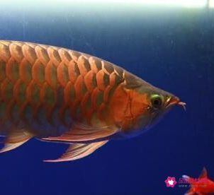 紅龍魚發白為什么不能養（紅龍魚發白可能由多種原因引起，紅龍魚鱗片發白的原因）