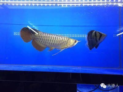紅龍魚發白為什么不能養（紅龍魚發白可能由多種原因引起，紅龍魚鱗片發白的原因）