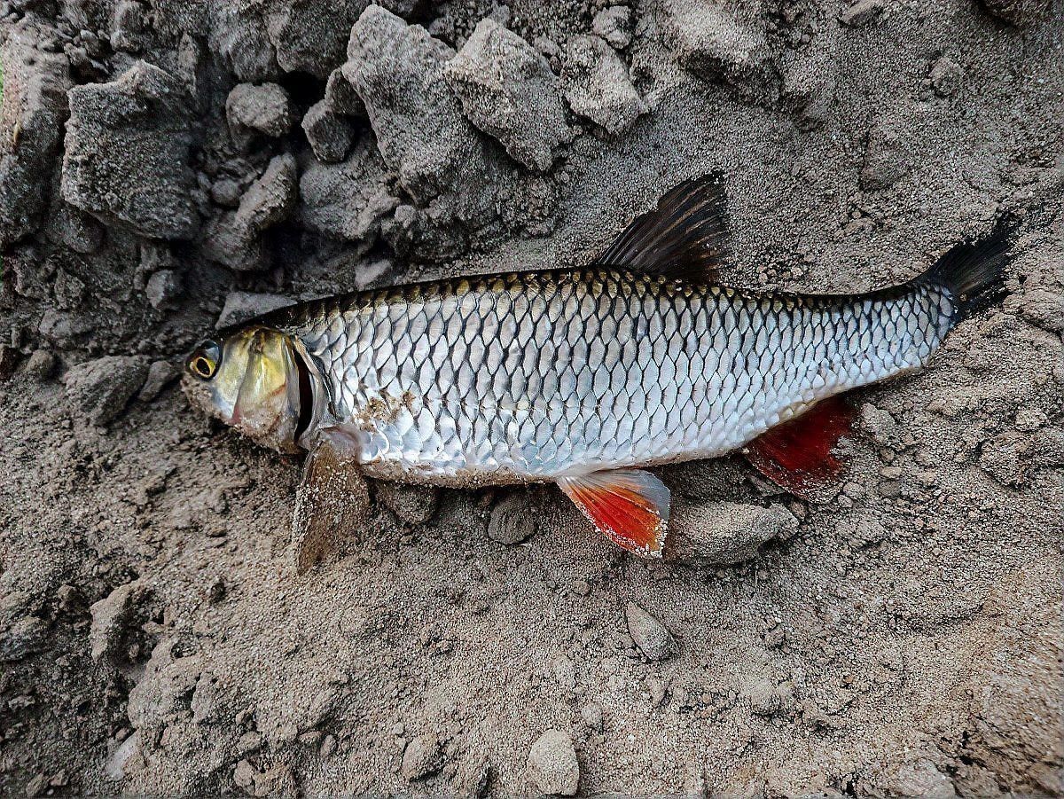 烏魚和龍魚哪個(gè)沒有刺