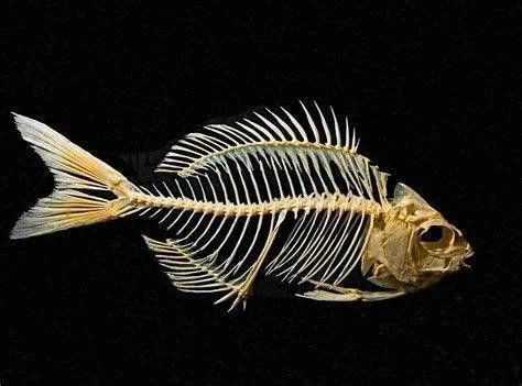 烏魚和龍魚哪個(gè)沒有刺