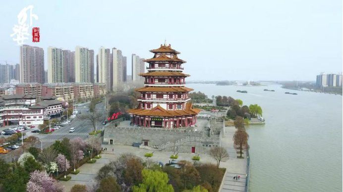 金龍魚和食人魚混養可以嗎：金龍魚與食人魚混養的挑戰與技巧 金龍魚和食人魚混養可以嗎：金龍魚與食人魚混養的挑戰與技巧 龍魚百科 第4張