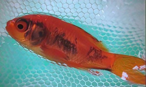 魚背上發黑是什么原因