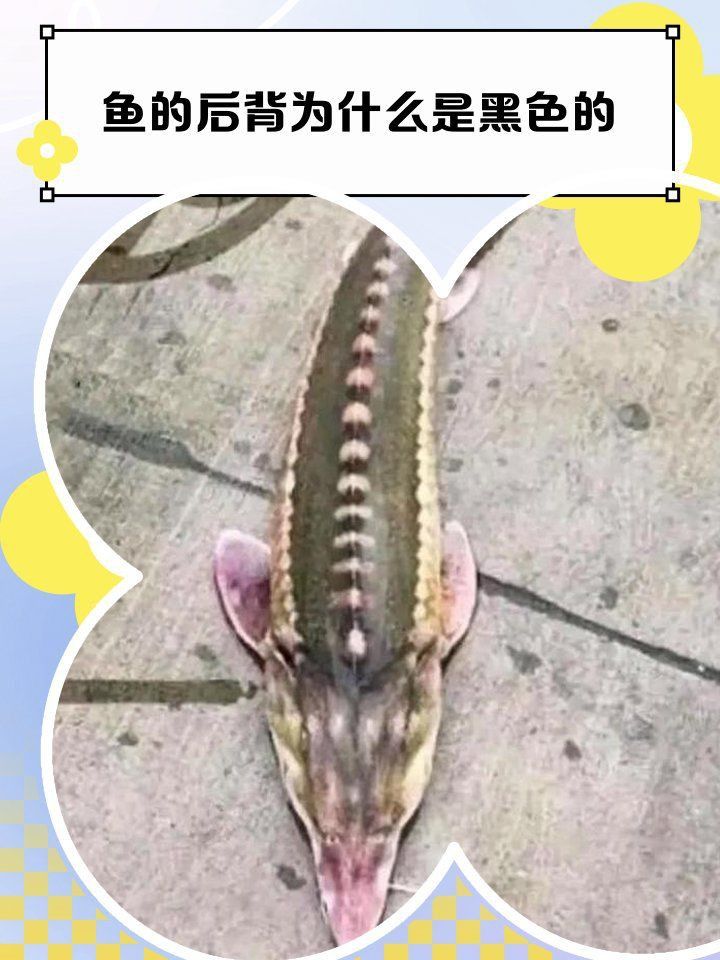 魚背上發黑是什么原因