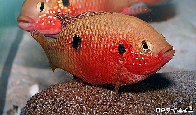 魚背上發黑是什么原因
