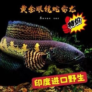 印尼辣椒紅龍魚價格表圖片大全（印尼辣椒紅龍魚價格表圖片大全大圖）