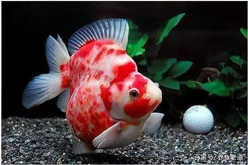 金頭過背金龍魚壽命多長