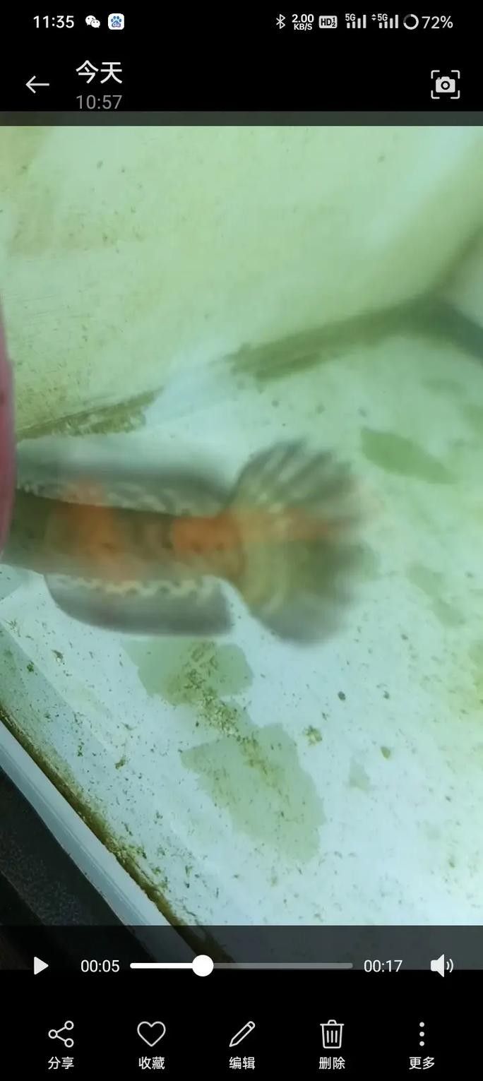 龍魚和雷龍魚的區別是什么圖片