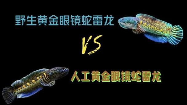 龍魚和雷龍魚的區別是什么圖片