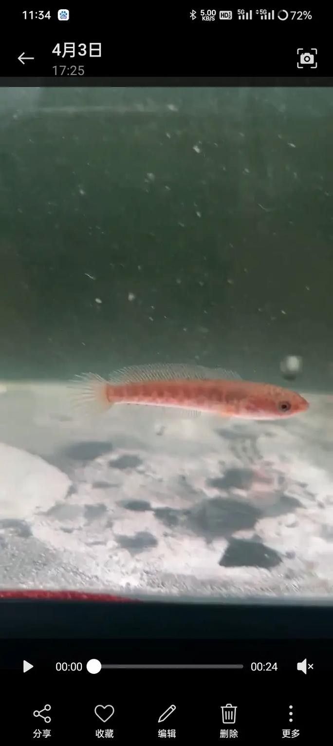 龍魚和雷龍魚的區別是什么圖片