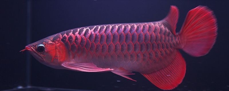 龍魚缸多寬最好看：關于龍魚受傷期間的喂食問題