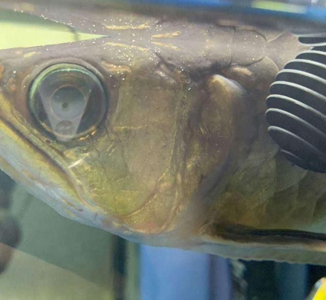 金龍魚(yú)眼睛有白點(diǎn)怎么回事啊圖片