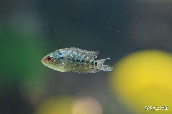 金龍魚(yú)眼睛有白點(diǎn)怎么回事啊圖片