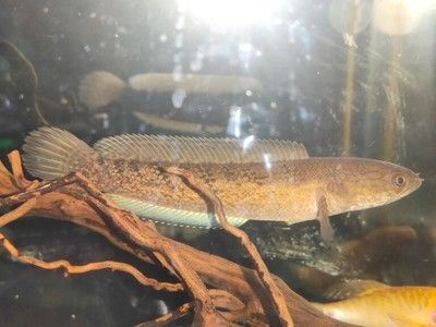 紅色雷龍魚（紅色雷龍魚品種對比，紅色雷龍魚市場價格）