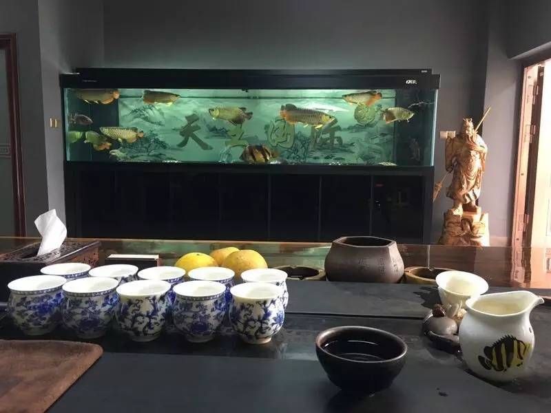 養龍魚好不好怎么判斷好壞：養龍魚的優點主要體現在以下幾個方面