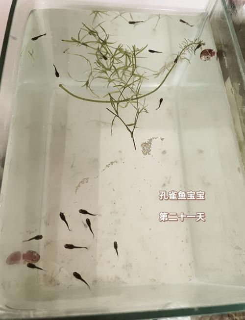 孔雀魚苗20天圖片 孔雀魚苗20天圖片 龍魚百科 第3張