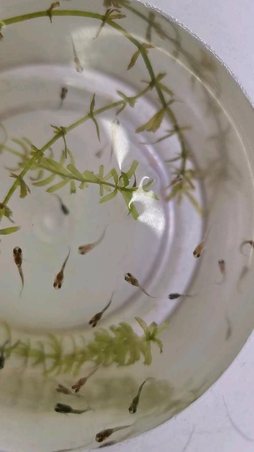 孔雀魚苗20天圖片 孔雀魚苗20天圖片 龍魚百科 第2張