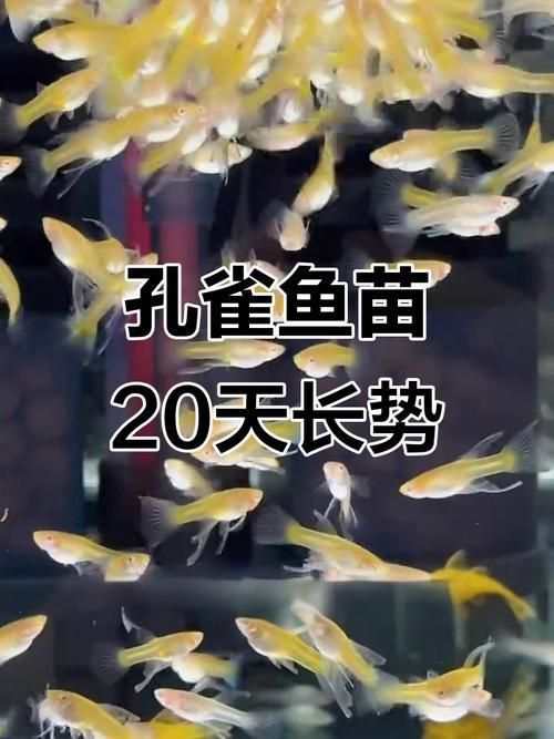 孔雀魚苗20天圖片 孔雀魚苗20天圖片 龍魚百科 第1張