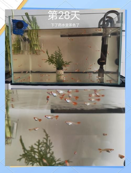孔雀魚苗20天圖片 孔雀魚苗20天圖片 龍魚百科 第8張