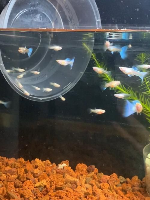 孔雀魚苗20天圖片 孔雀魚苗20天圖片 龍魚百科 第6張