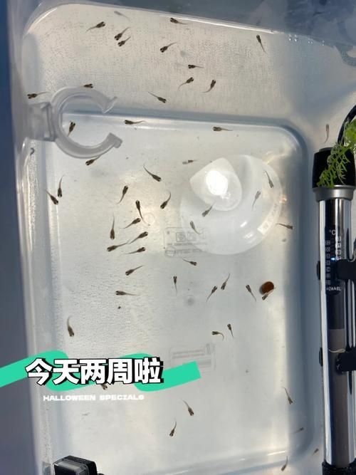 孔雀魚苗20天圖片 孔雀魚苗20天圖片 龍魚百科 第4張