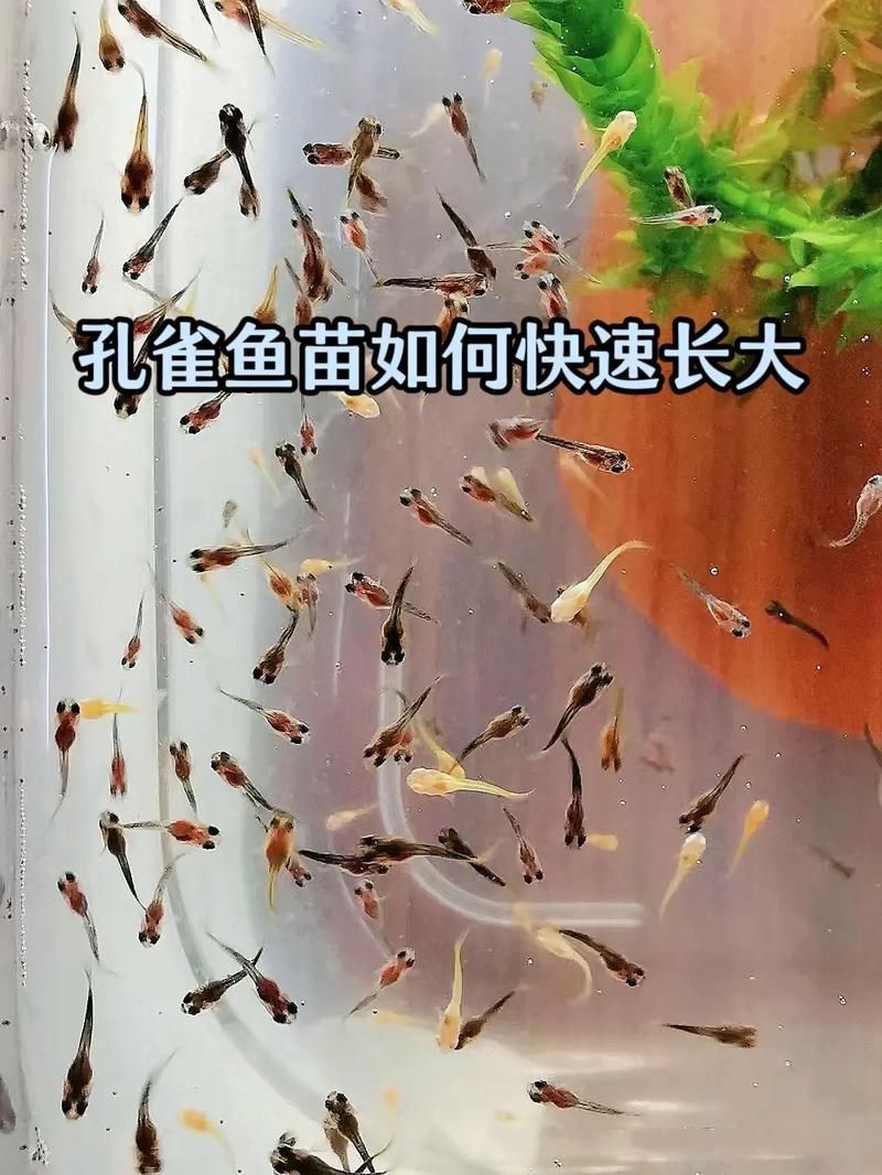 孔雀魚苗20天圖片 孔雀魚苗20天圖片 龍魚百科 第7張