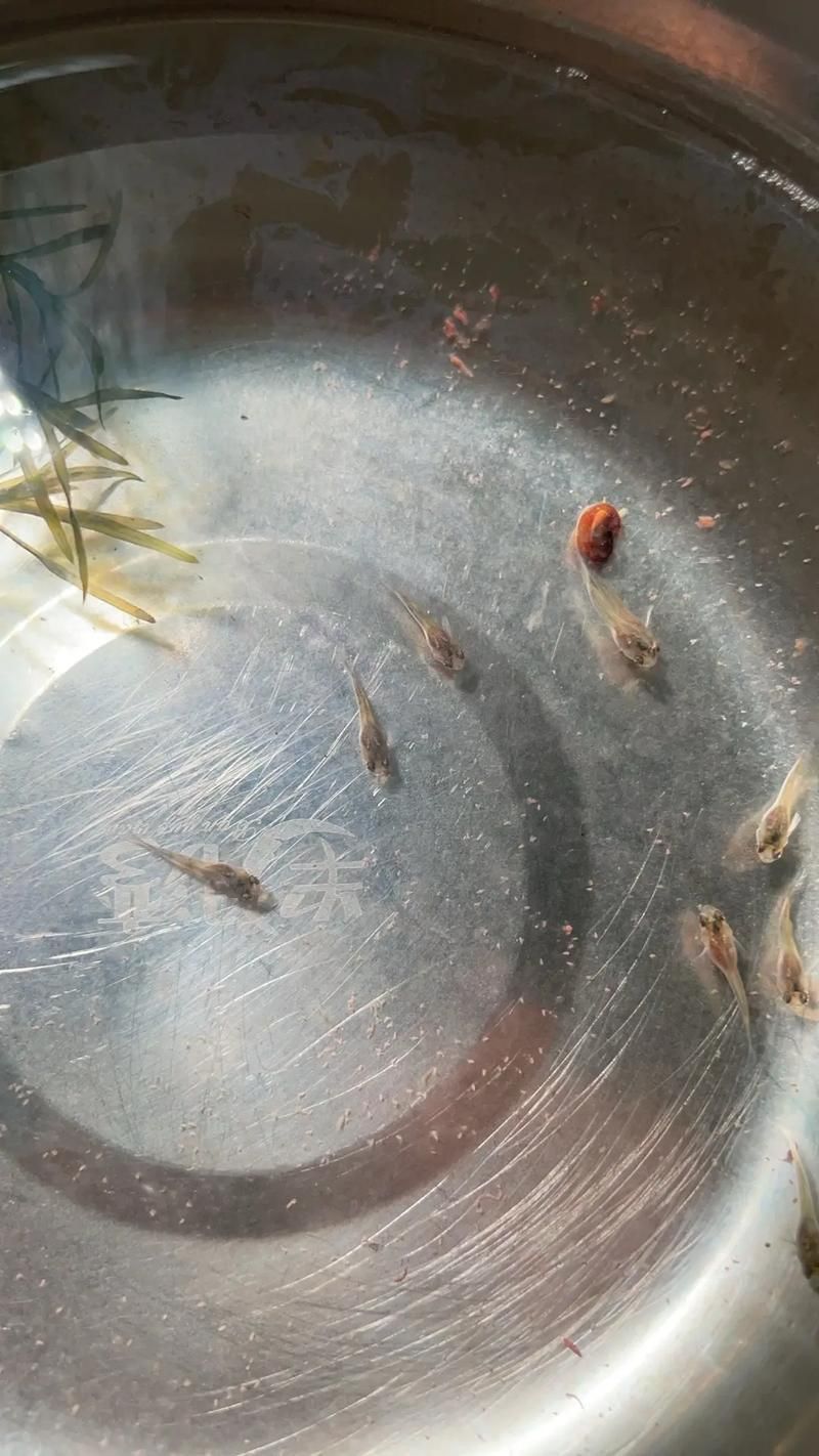 孔雀魚苗20天圖片 孔雀魚苗20天圖片 龍魚百科 第11張