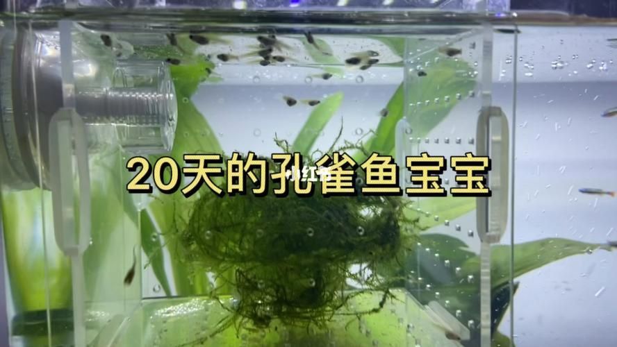 孔雀魚苗20天圖片 孔雀魚苗20天圖片 龍魚百科 第14張