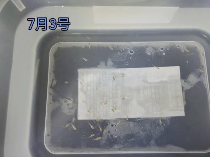 孔雀魚苗20天圖片 孔雀魚苗20天圖片 龍魚百科 第15張