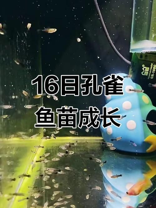 孔雀魚苗20天圖片 孔雀魚苗20天圖片 龍魚百科 第16張