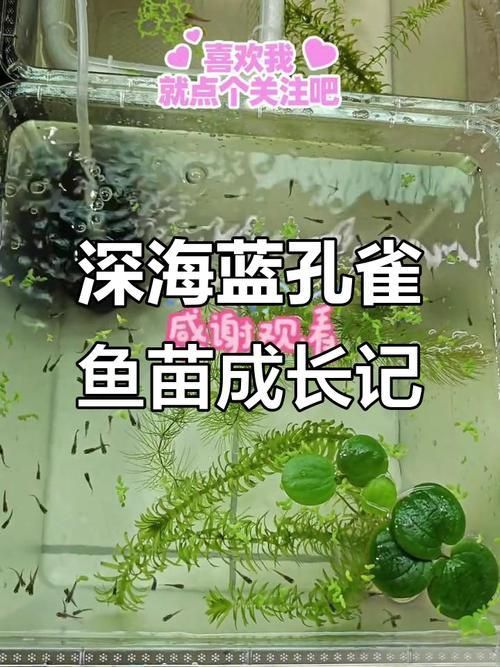 孔雀魚苗20天圖片 孔雀魚苗20天圖片 龍魚百科 第12張