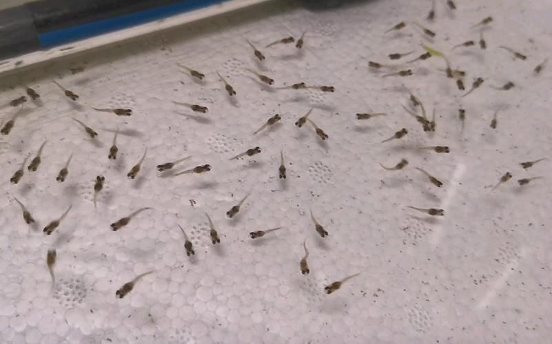 孔雀魚苗20天圖片 孔雀魚苗20天圖片 龍魚百科 第13張