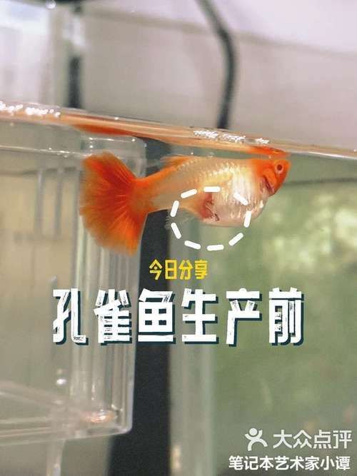 孔雀魚苗20天圖片 孔雀魚苗20天圖片 龍魚百科 第21張