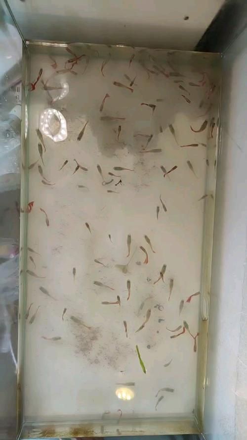 孔雀魚苗20天圖片 孔雀魚苗20天圖片 龍魚百科 第22張