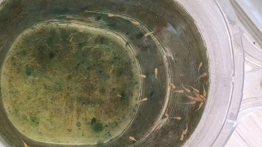 孔雀魚苗20天圖片 孔雀魚苗20天圖片 龍魚百科 第18張