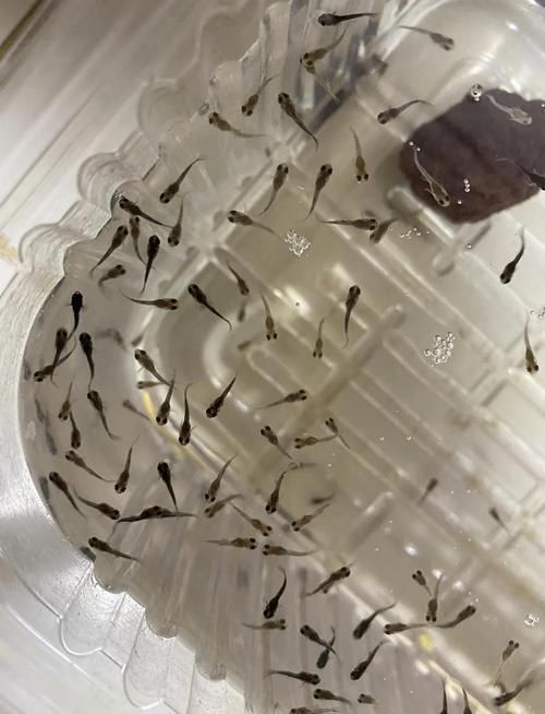 孔雀魚苗20天圖片 孔雀魚苗20天圖片 龍魚百科 第19張