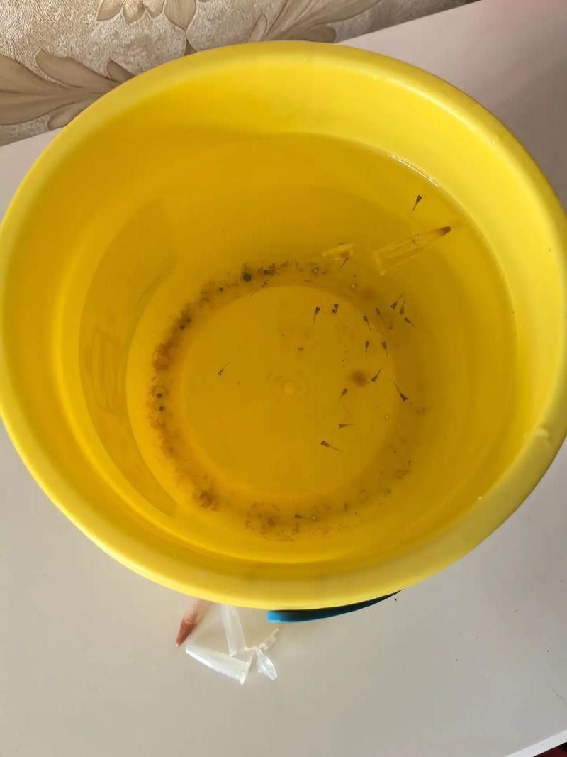 孔雀魚苗20天圖片 孔雀魚苗20天圖片 龍魚百科 第20張