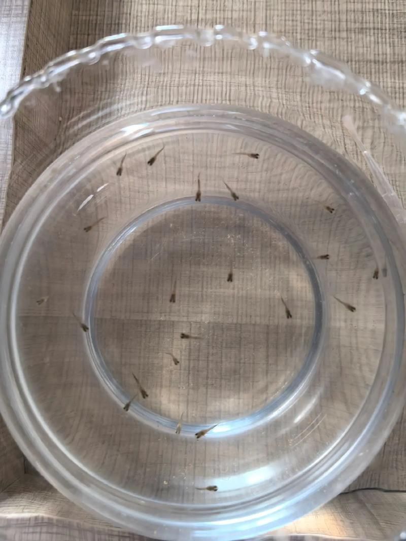 孔雀魚苗20天圖片 孔雀魚苗20天圖片 龍魚百科 第25張