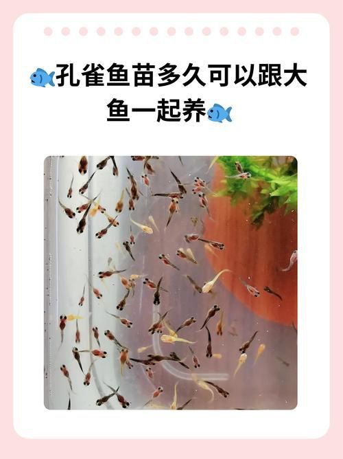 孔雀魚苗20天圖片 孔雀魚苗20天圖片 龍魚百科 第23張