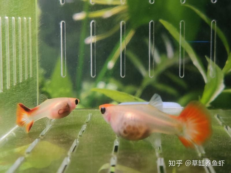 孔雀魚苗20天圖片 孔雀魚苗20天圖片 龍魚百科 第26張