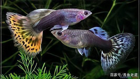 孔雀魚苗20天圖片 孔雀魚苗20天圖片 龍魚百科 第27張