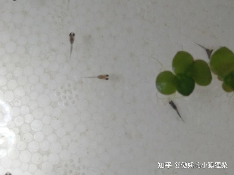 孔雀魚苗20天圖片 孔雀魚苗20天圖片 龍魚百科 第29張
