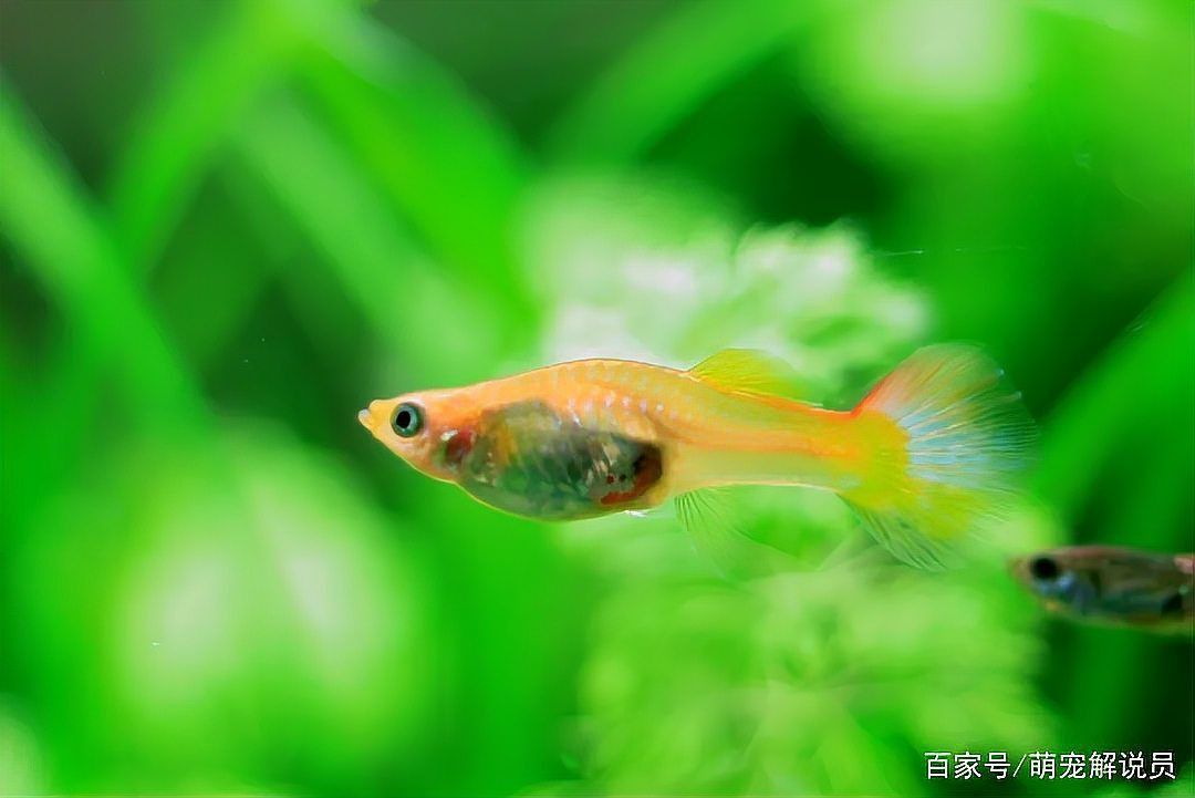 孔雀魚苗20天圖片 孔雀魚苗20天圖片 龍魚百科 第31張